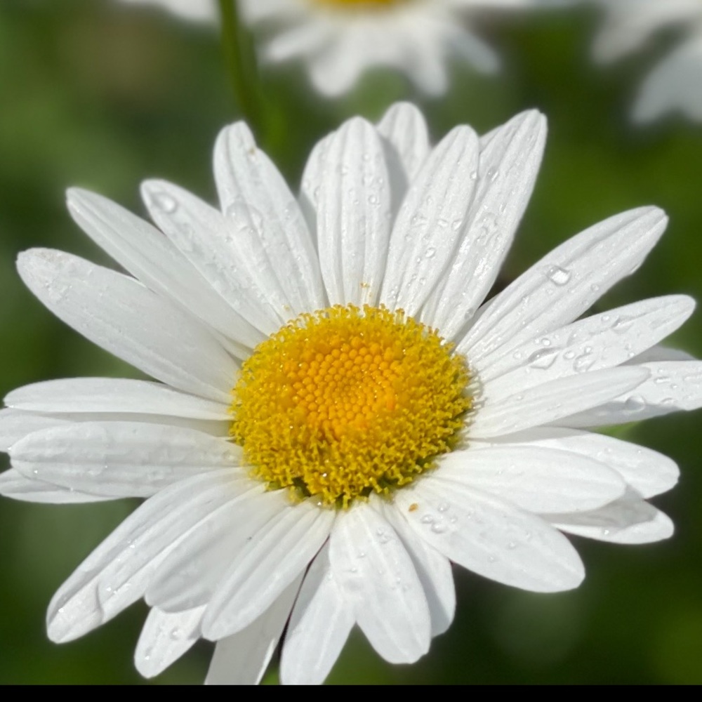 Meet your Posher, Becky